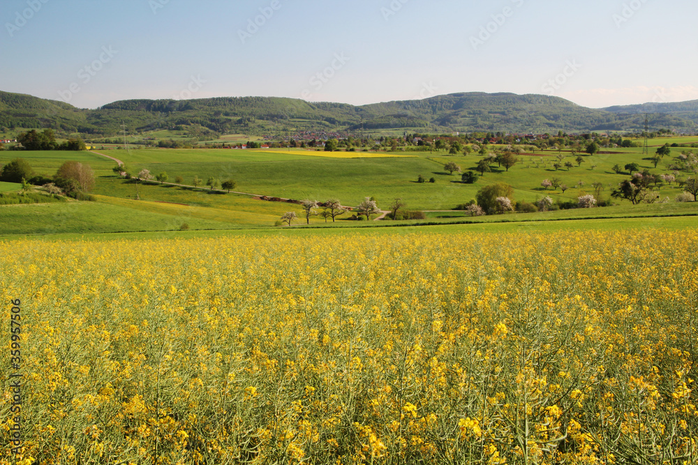 A field of rapeseed in Baden-Wuerttemberg, Germany	