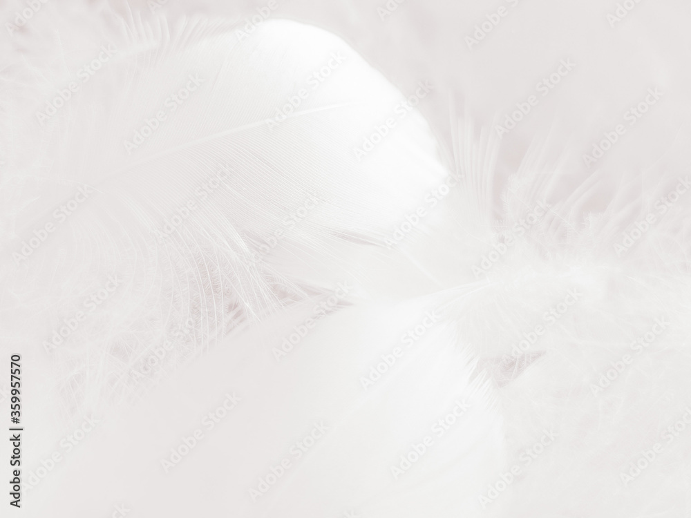 Beautiful abstract gray feathers on white background and soft white feather texture on white pattern and gray background, smooth feather background, black banners Beautiful abstract gray feathers on white background and soft white feather texture on white pattern and gray background, smooth feather background, black banners