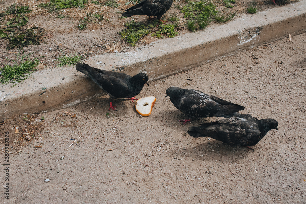 Obraz premium Several hungry pigeons on the street, walk on the asphalt and eat pieces of bread. Feeding the birds. Photography, concept.