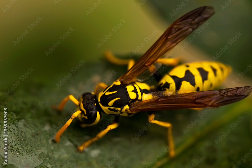 Wasp. Ultra macro photo. Wasp on a green leaf. Parts of the body of a wasp close-up. Insect close-up. Yellow pattern on the black body of a wasp. Green background Wasp. Ultra macro photo. Wasp on a green leaf. Parts of the body of a wasp close-up. Insect close-up. Yellow pattern on the black body of a wasp. Green background