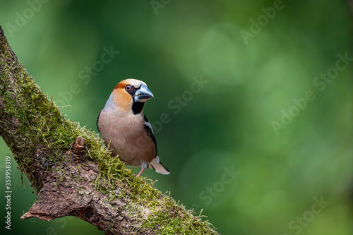 männlicher Kernbeißer - Coccothraustes