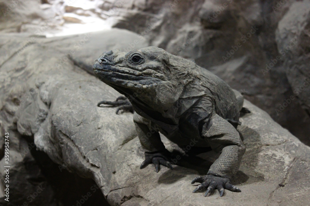 A Monitor Lizard Sits In A Cave On The Stones And Stares Intently At The Camera A Monitor Lizard Sits In A Cave On The Stones And Stares Intently At The Camera