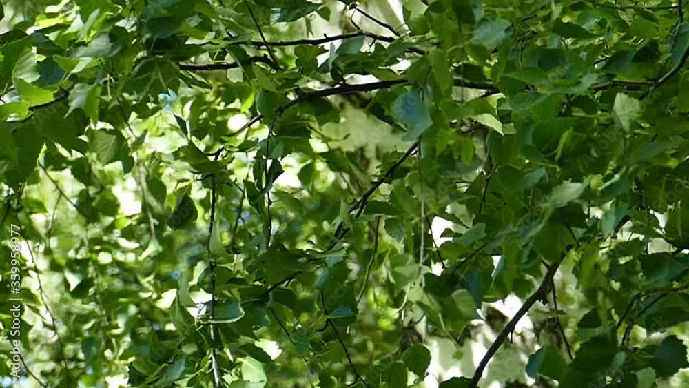 Branches with dense green birch leaves sway the summer wind on a clear June day Branches with dense green birch leaves sway the summer wind on a clear June day
