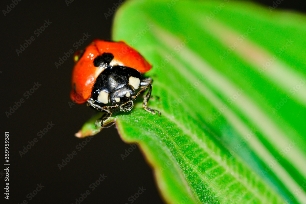 A ladybug is sitting on a thin leaf with small drops of plant water.