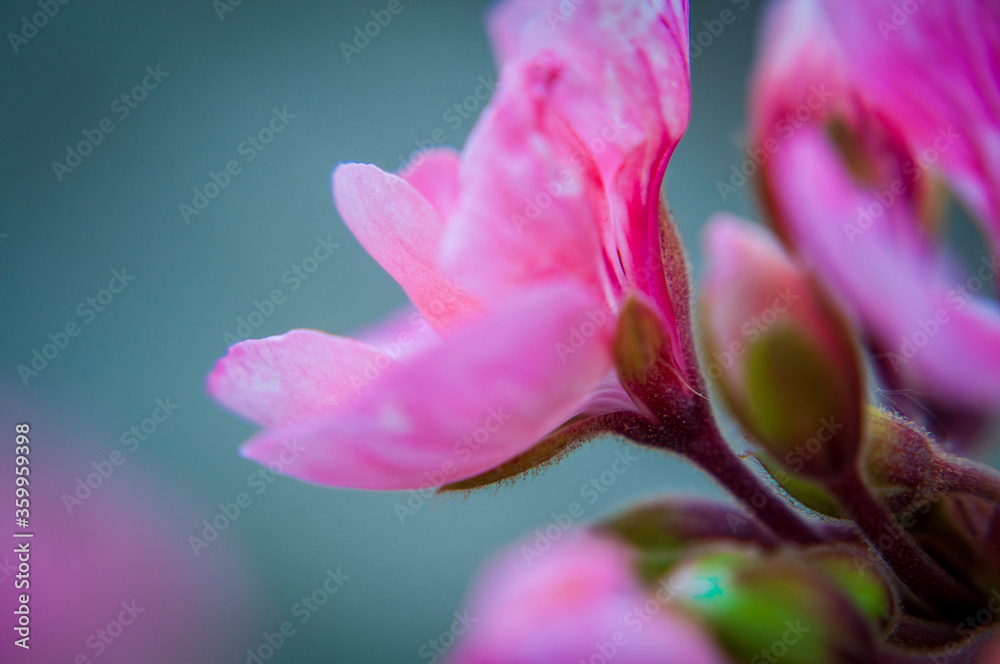 Micro close ups of flowers