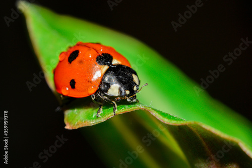 A ladybug is sitting on a thin leaf with small drops of plant water.