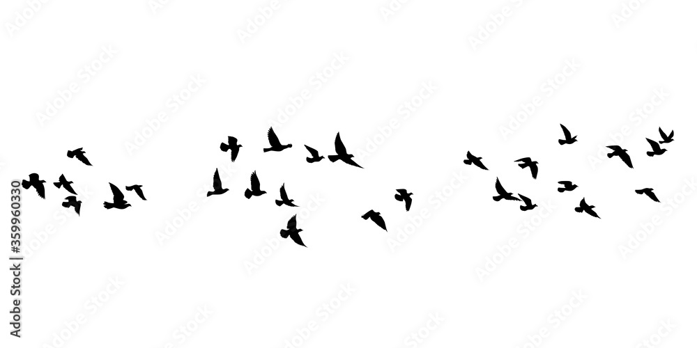 Fotografie Flying birds silhouettes on white background