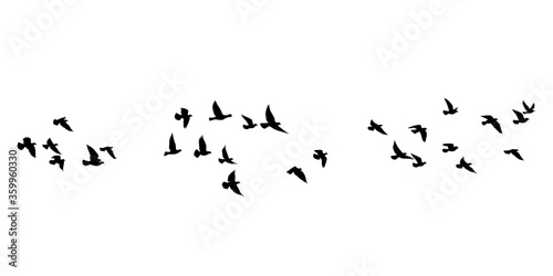 Flying birds silhouettes on white background. Vector illustration. isolated bird flying. tattoo design. photo