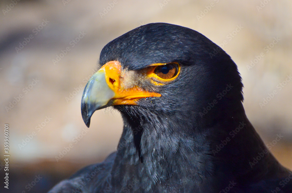 Fototapeta premium close up of a Verreaux's Eagle