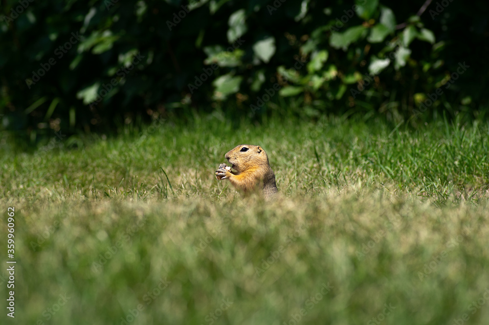Prairie dog, ground squirrel, gopher eating in his natural habitat. Prairie dog, ground squirrel, gopher eating in his natural habitat.