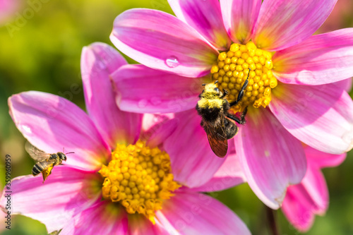A bumble bee on a pink flower © Bob