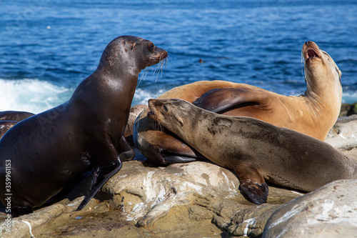 sea lion on the beach, nature, animals, water, sea, America, 