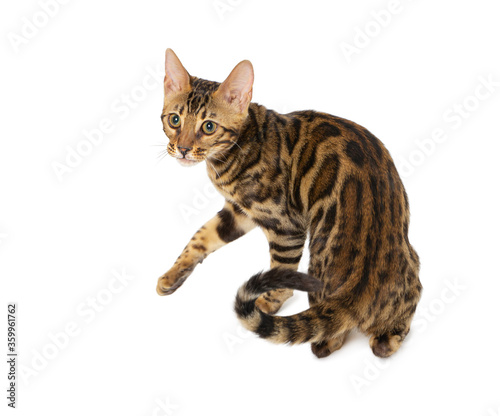 Cute 5 month old Bengal kitten with large rosettes isolated on white background.