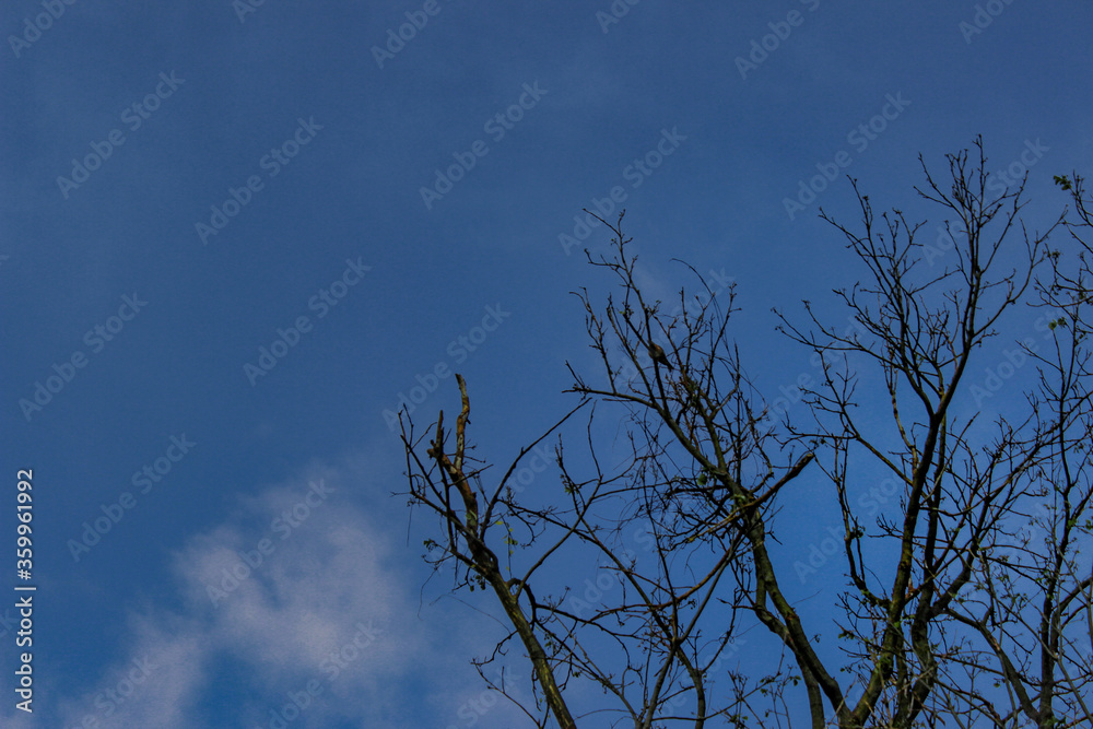 Obraz premium tree against the blu sky