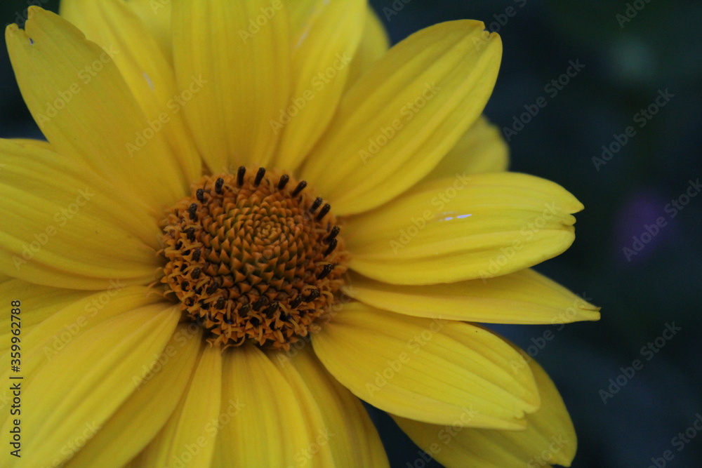 the flower is large yellow bright close up on a dark background with an insect fly on the petal the flower is large yellow bright close up on a dark background with an insect fly on the petal