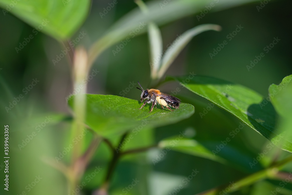 The single bee on the leave at summer The single bee on the leave at summer