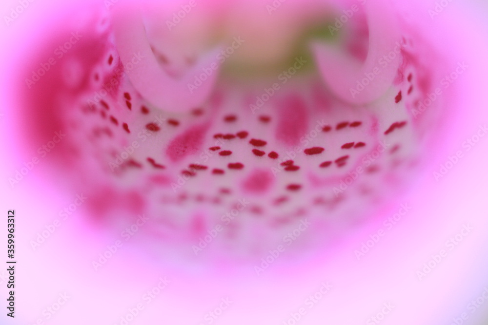 Close up pink flower Close up pink flower