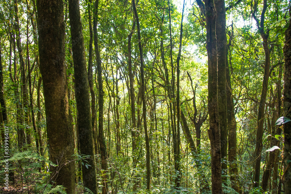 Tropical jungle wet forest