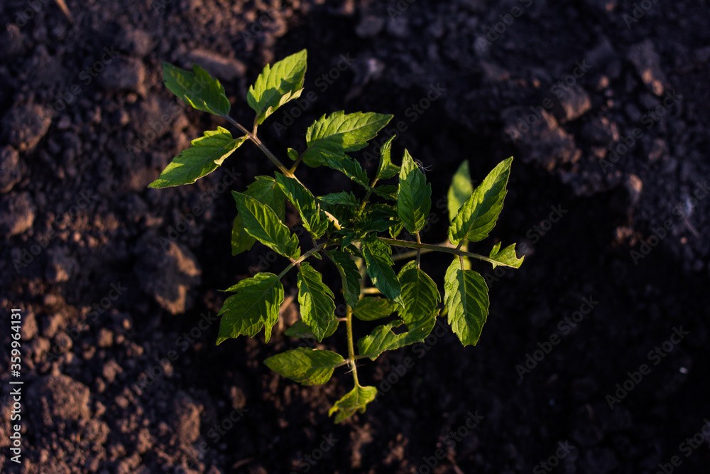 Tomato seedlings, Planting or tending to a young tomato plant Tomato seedlings, Planting or tending to a young tomato plant