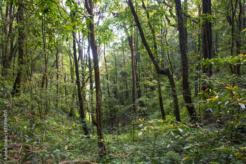 Tropical jungle wet forest