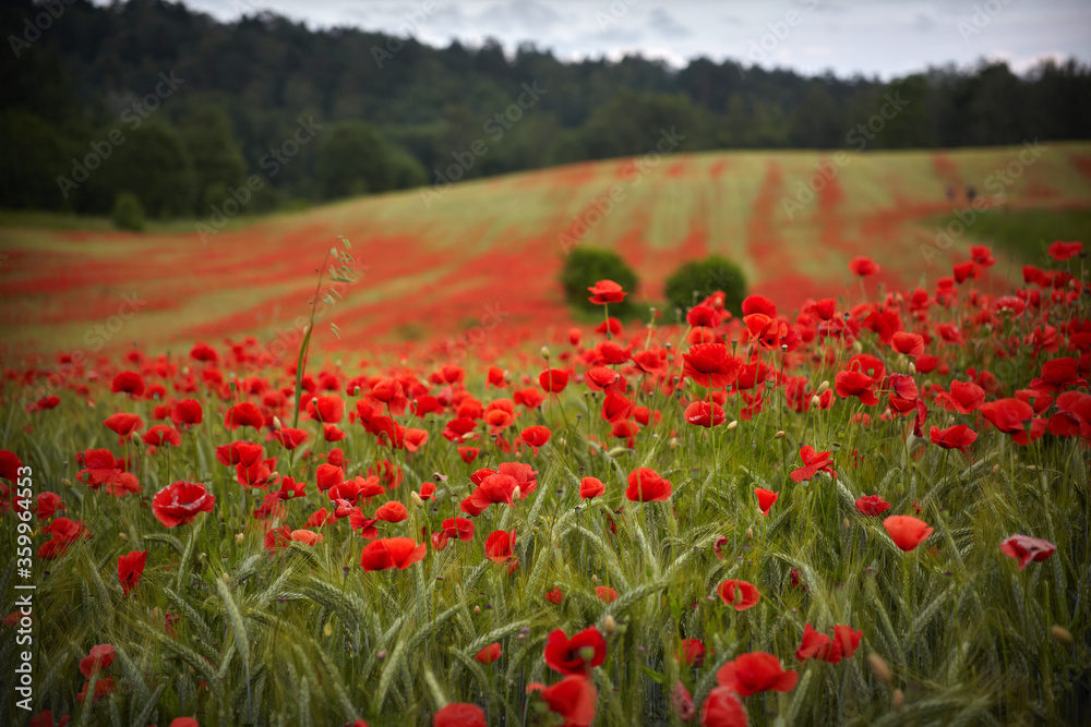 Red poppies field, summer colorful background. Meadow spring blooming grass. Summer garden scene Red poppies field, summer colorful background. Meadow spring blooming grass. Summer garden scene