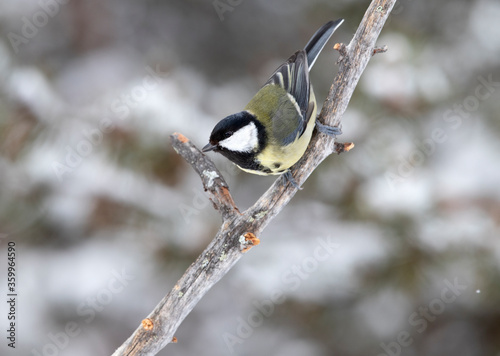 Great Tit (Parus major)