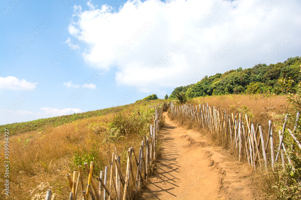 Obraz premium Sylvan walkway on mountain at Kew Mae Pan nature trail, Doi Inthanon National Park, Chiang Mai Thailand