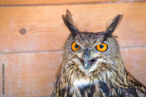 Owl winks with one eye looking into the frame. Crazy funny bird winks 