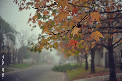 Autumn landscape foggy day liquidambar trees
