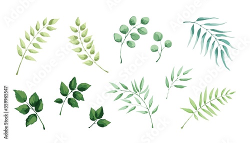 Set of floral elements.  Leaf collection  vector illustration in watercolor painting style.