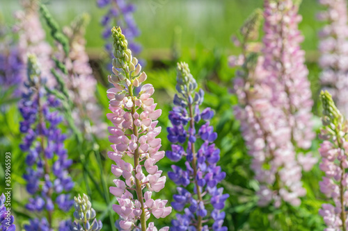 The blossom of lupin in the field in Russia