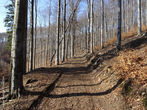 Fototapeta Naklejka Na Ścianę i Meble -  forest trees