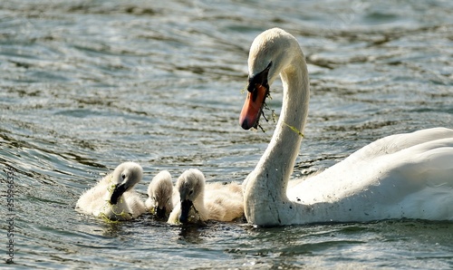 Swan and cygnets feeding on weed on a lake. 