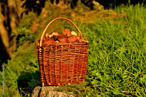 Basket full of edible mushrooms at sunset. © cobracz