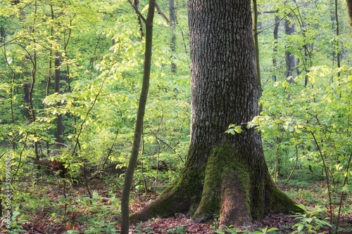 An old mossy oak among young trees in the spring forest
