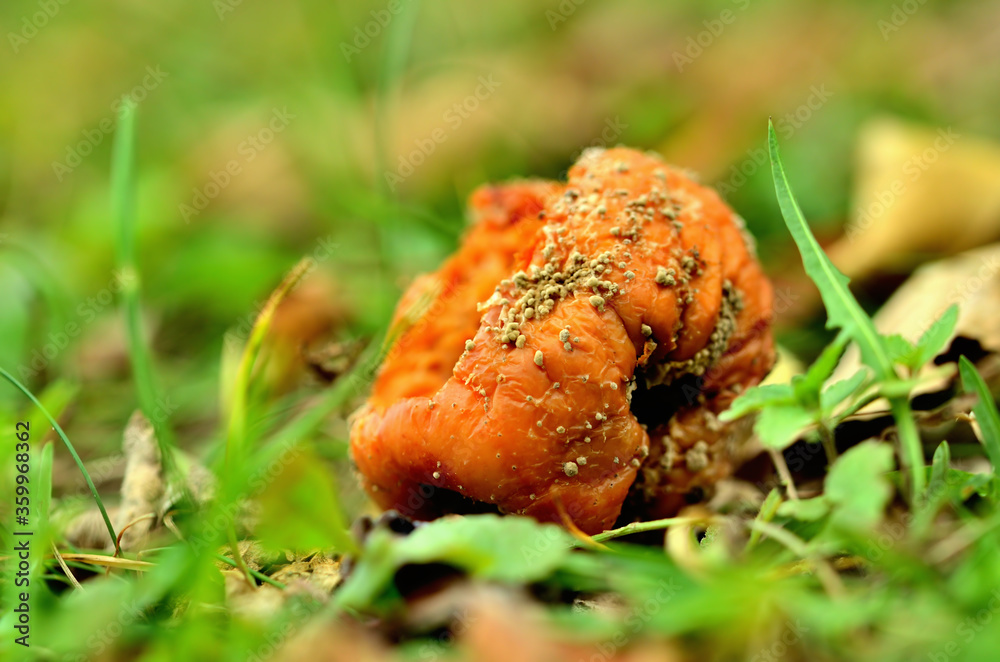 Close-up of overripe apple lying on the ground in the grass at autumn. Close-up of overripe apple lying on the ground in the grass at autumn.
