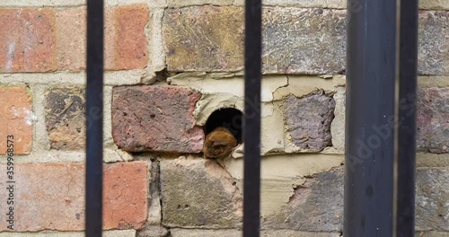 A Clever Wren makes a home in city Garden, Cute little Bird finds a home in a wall, hops on a fence and feeds chick photo