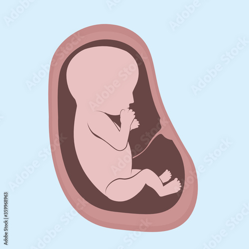 The embryo in the womb. A child in the stomach of a pregnant woman. Flat vector illustration.