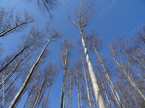 Fototapeta Naklejka Na Ścianę i Meble -  trees and blue sky