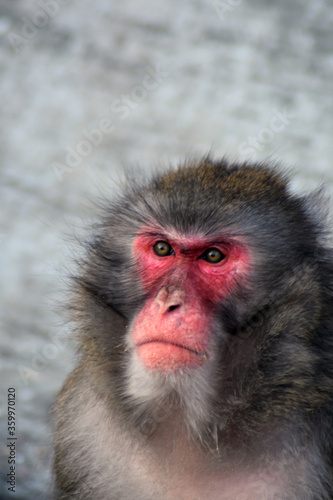 Close up of a baboon