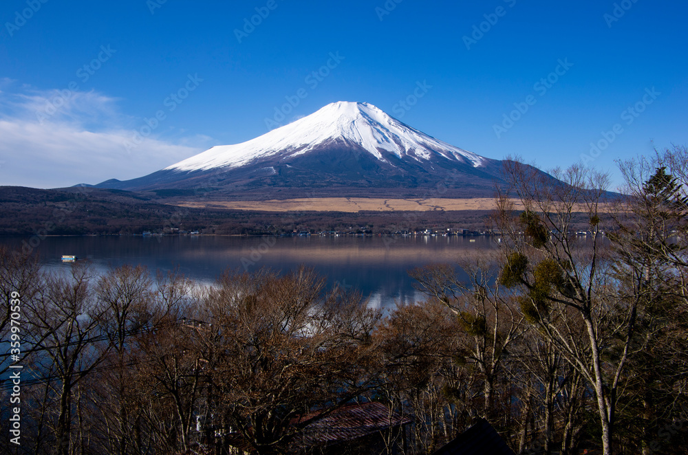 Fototapeta premium Mount Fuji with snowcap with tree foreground, from Lake Yamanaka, Japan