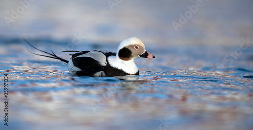 Long-Tailed Duck (Clangula hyemalis)