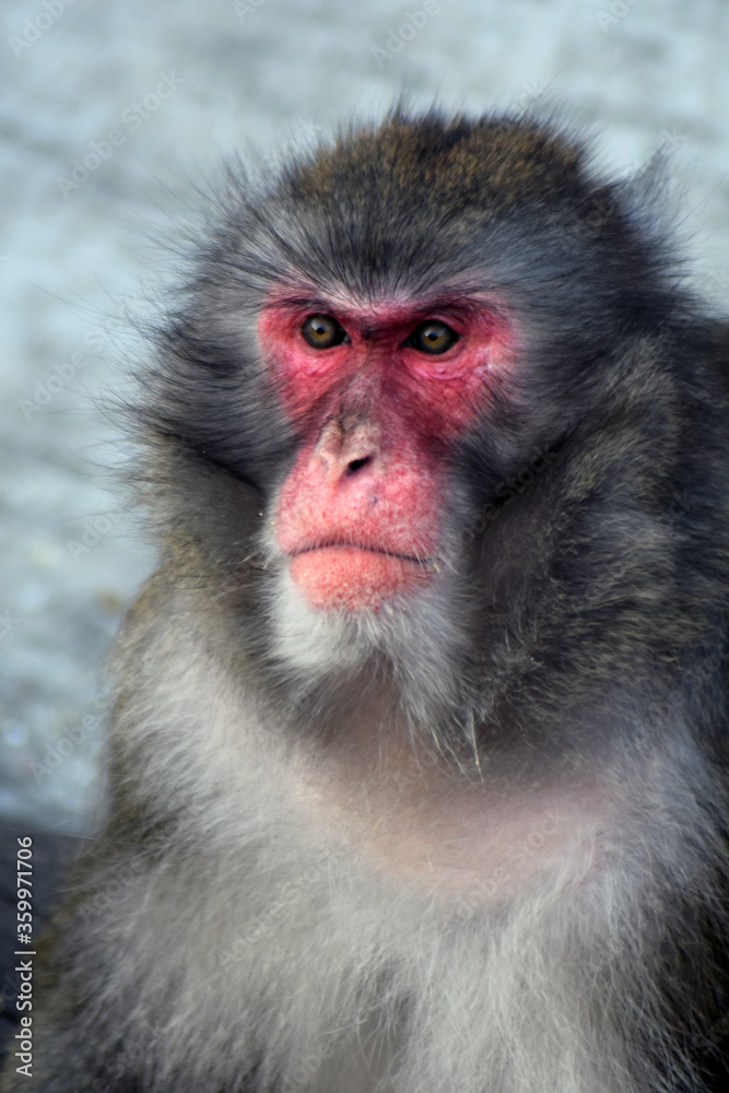 Close up of a young monkey Close up of a young monkey