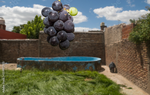 photograph of a bunch of grapes