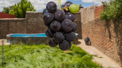 photograph of a bunch of grapes