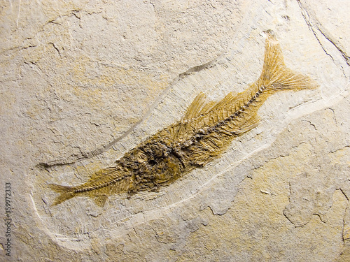 Fossil fish eating another fish, Eocene Green River Formation, Wyoming.