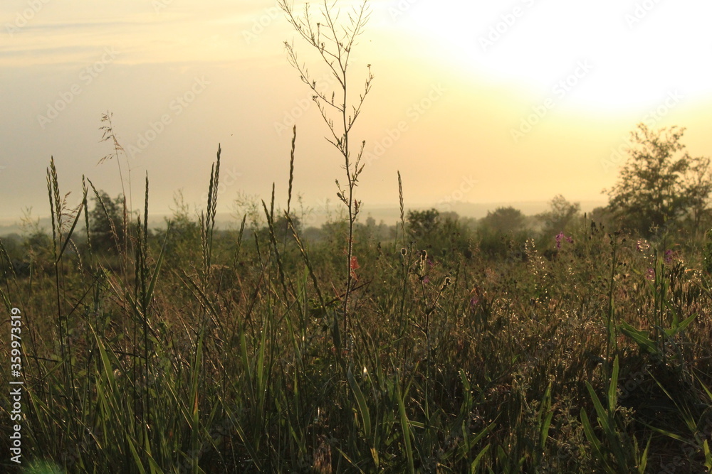 Fototapeta premium sunset in the field