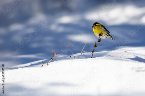 Winter and cute bird. Winter nature background. Bird: Eurasian Siskin. Spinus spinus.