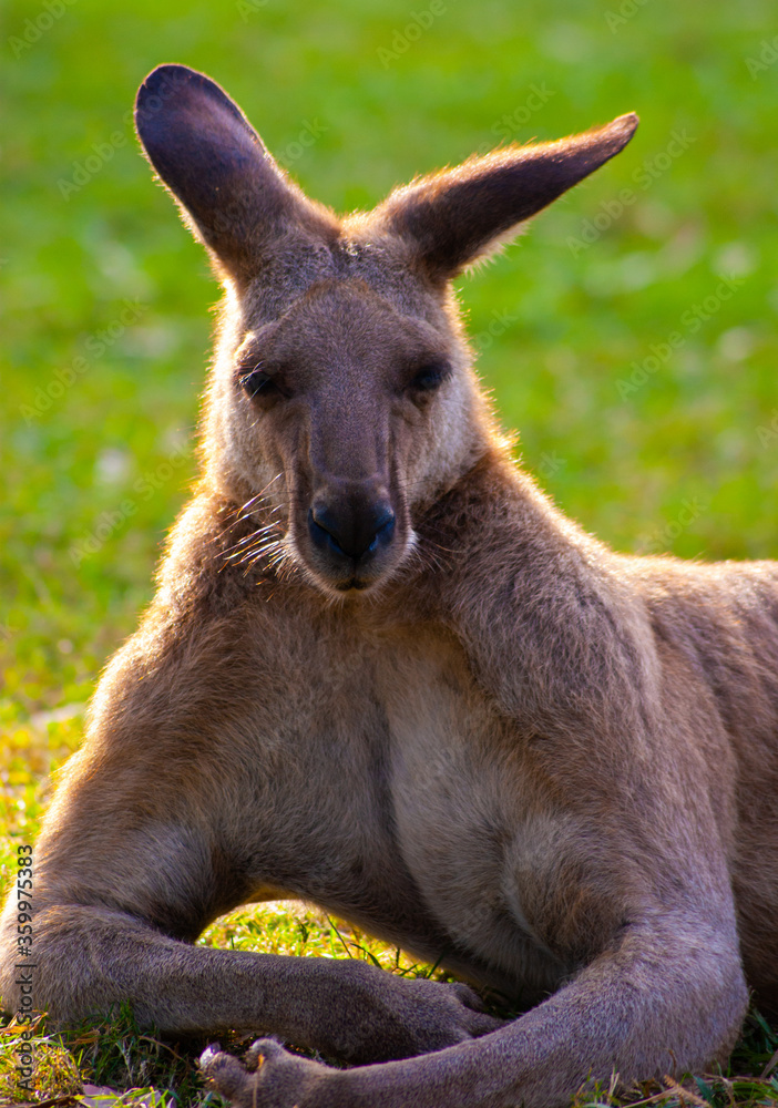 Tough Looking Kangeroo Tough Looking Kangeroo