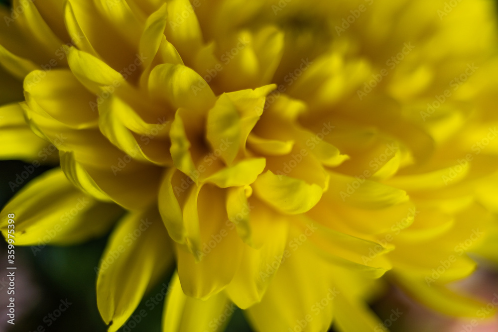 A beautiful bouquet of flowers